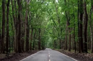 Alas Purwo National Park