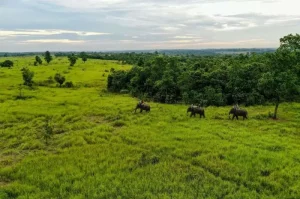 Way Kambas National Park