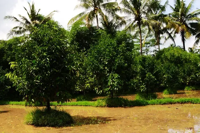 Mangosteen Tree: Origin, Characteristics, and Habitat